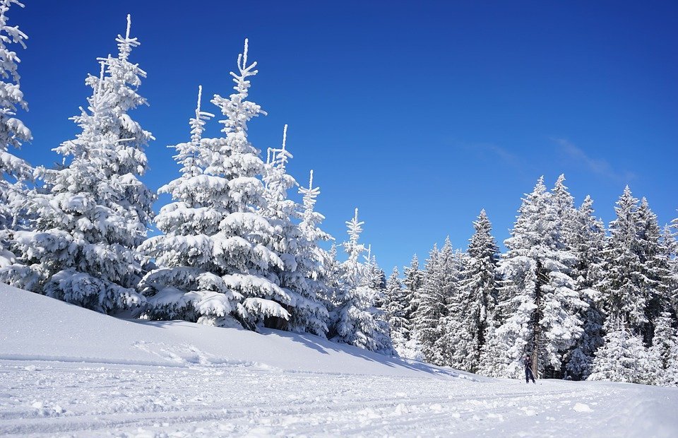 skiing, trees, snow