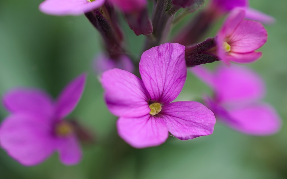 flower, violet, small