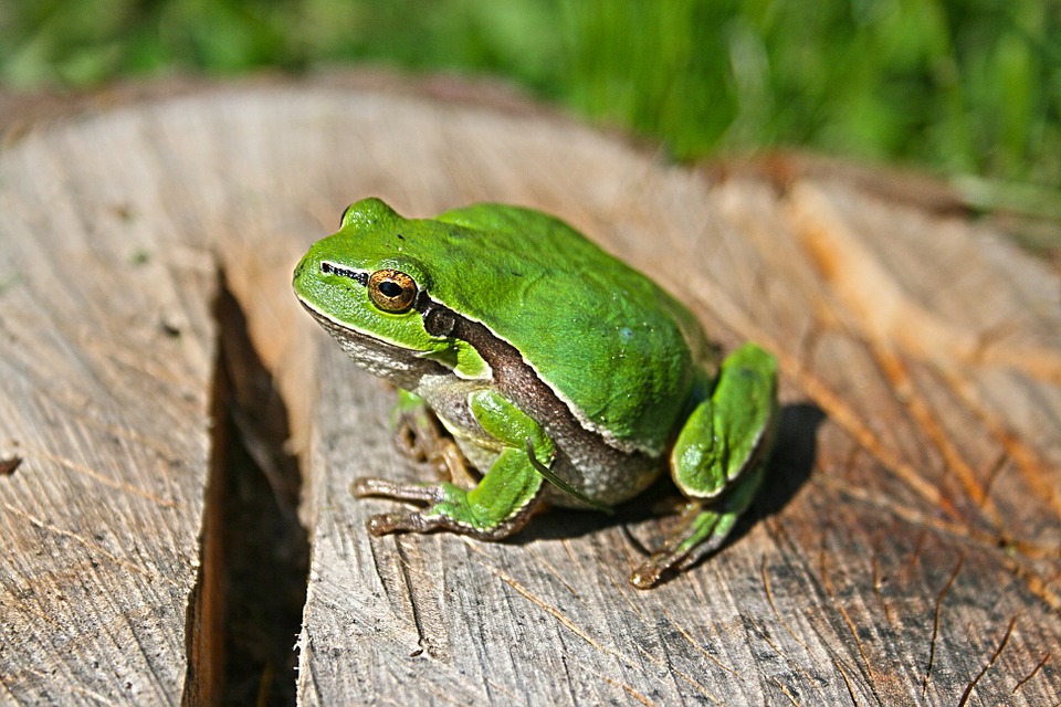 green, frog, animal