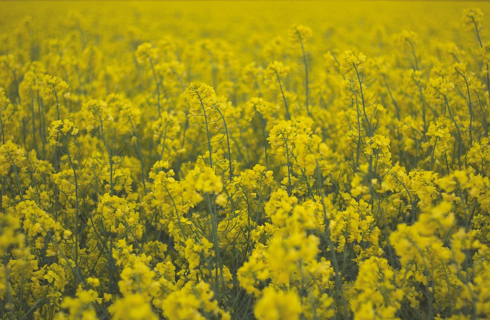 field, flowers, yellow