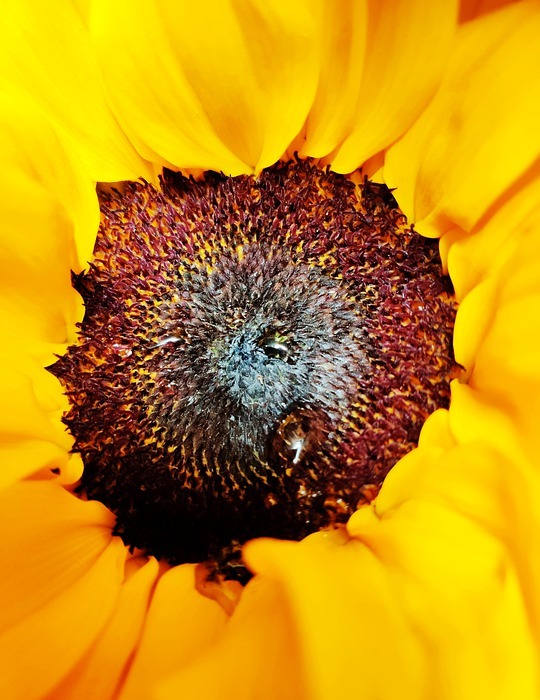 sunflower, bright and beautiful, blooming