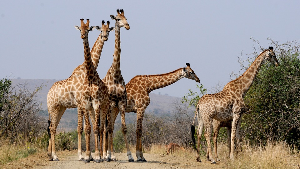 south africa, hluhluwe, giraffes