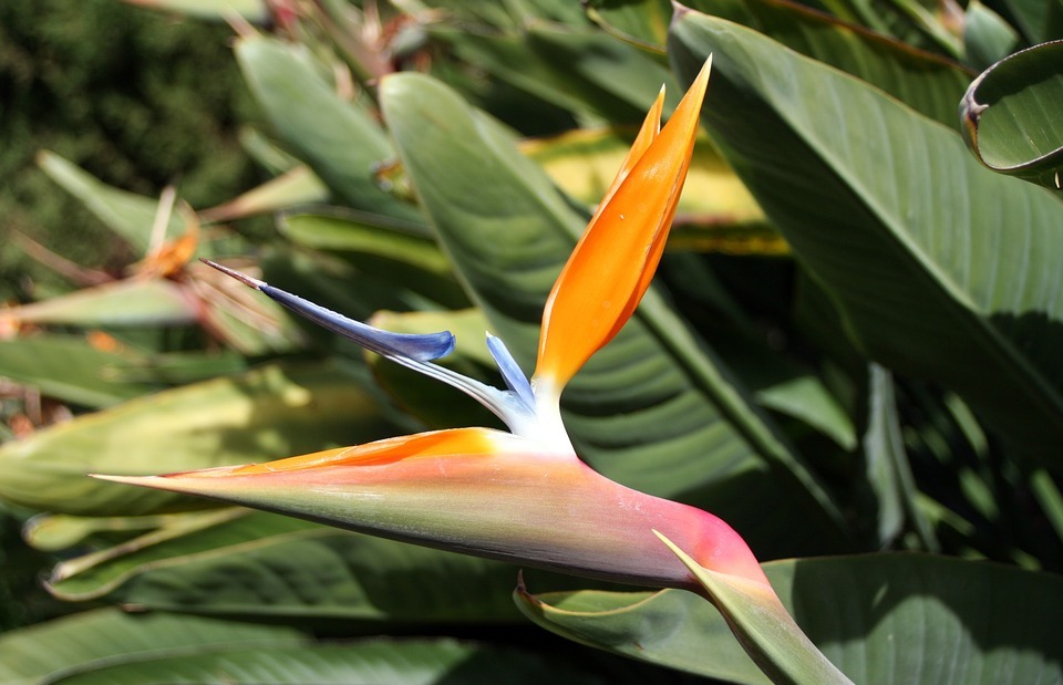bird of paradise flower, caudata, exotic