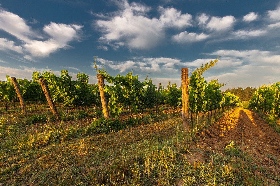 wine, tuscany, field