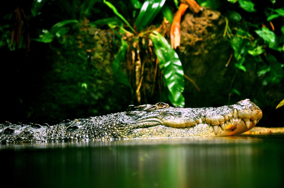 crocodile, reptile, croc