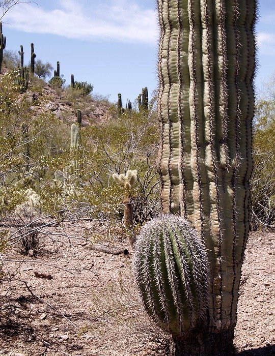 desert, landscape, cactus