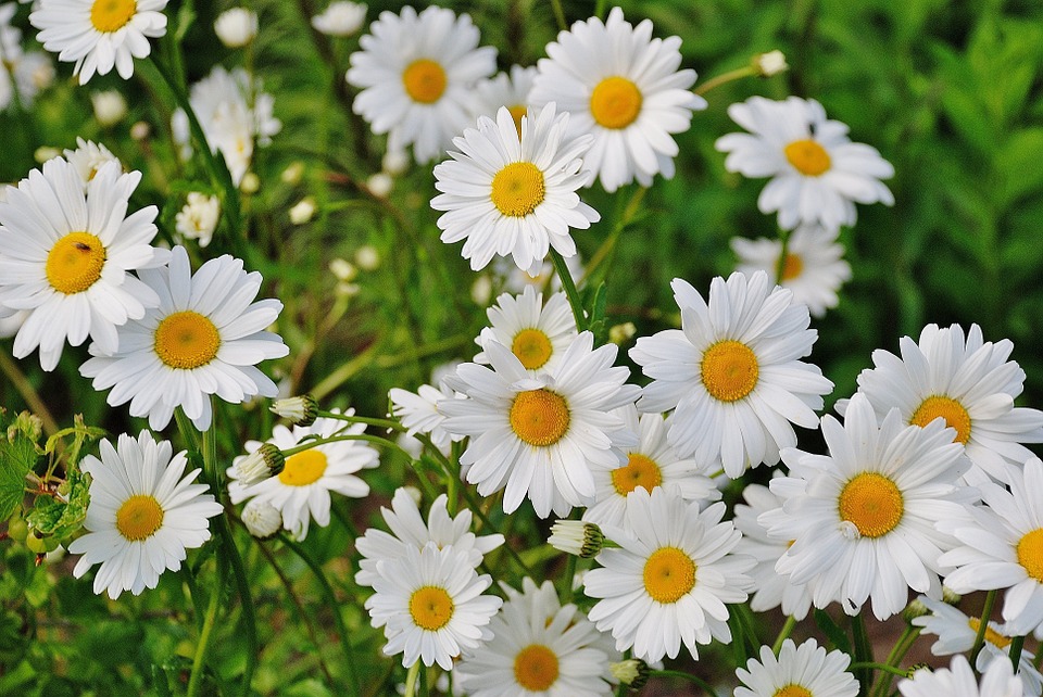 daisy, flower, spring