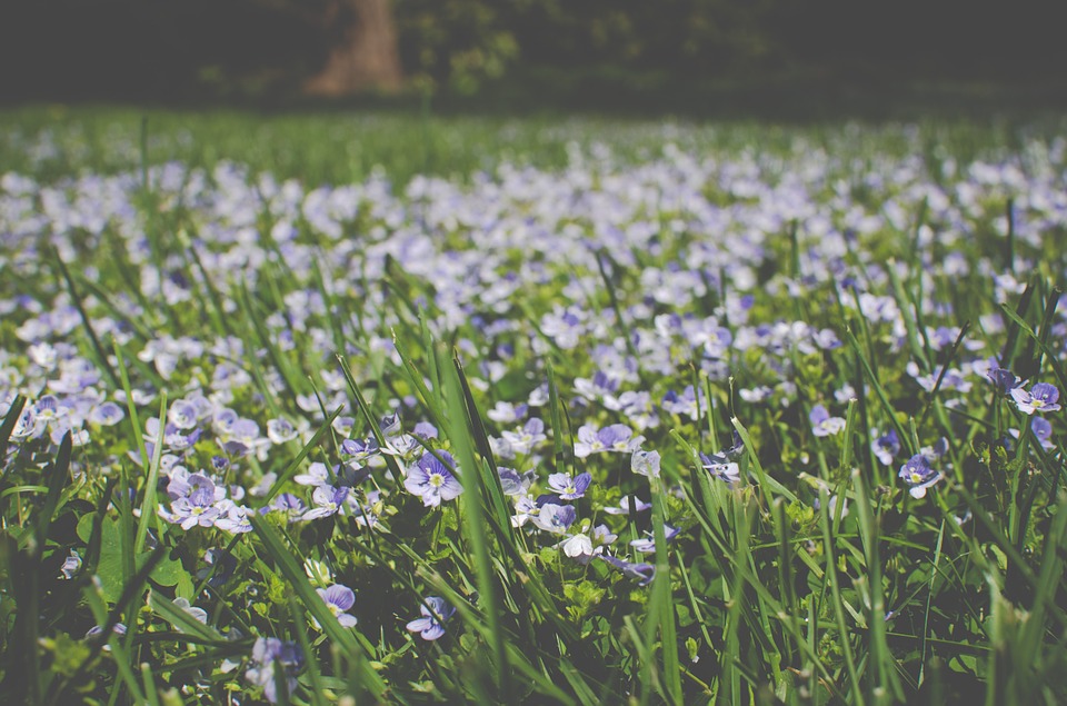 meadow, flowers, spring