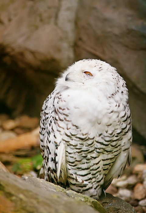 snowy owl, bird, bird of prey