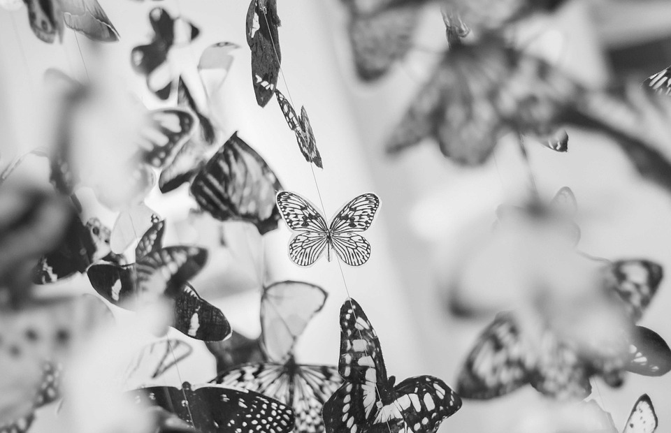 butterfly, butterflies, wings