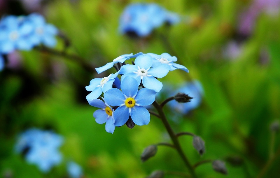 flowers, small flowers, blue flowers