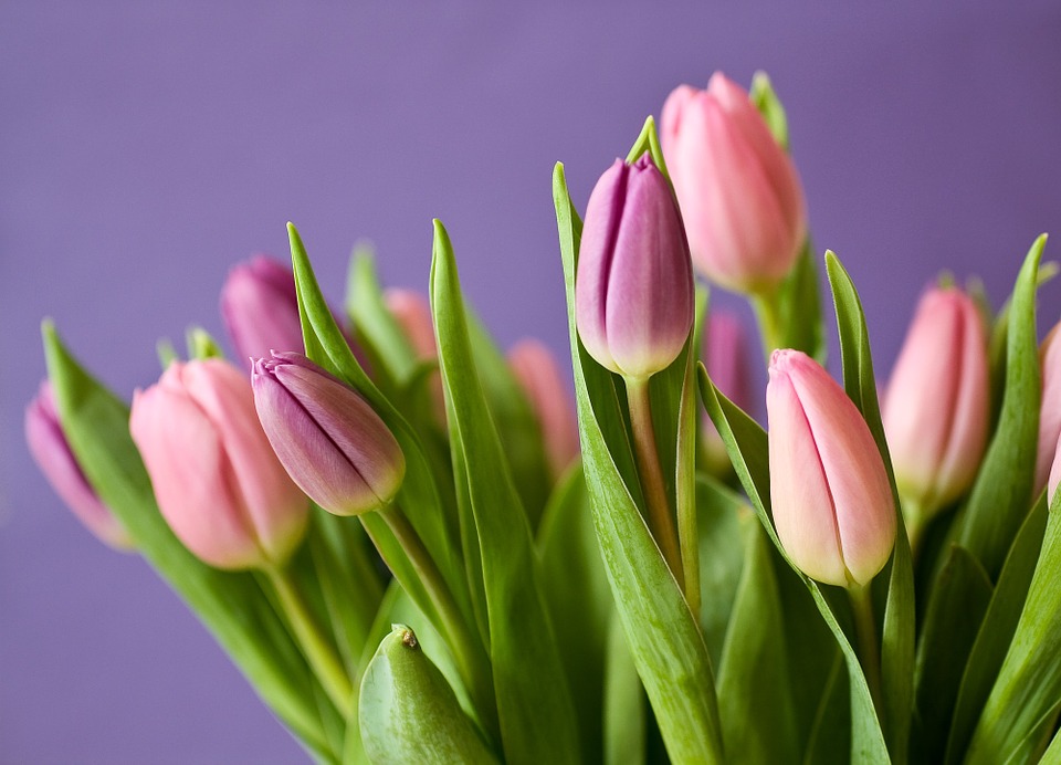 tulips, flowers, tulip bouquet