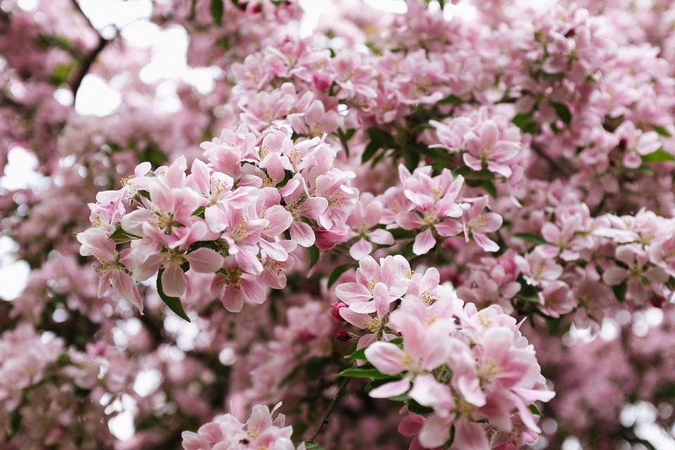 pink, flowers, blossoms