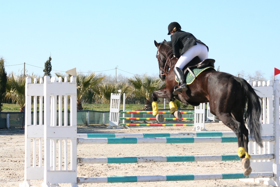 horse, jumping, black