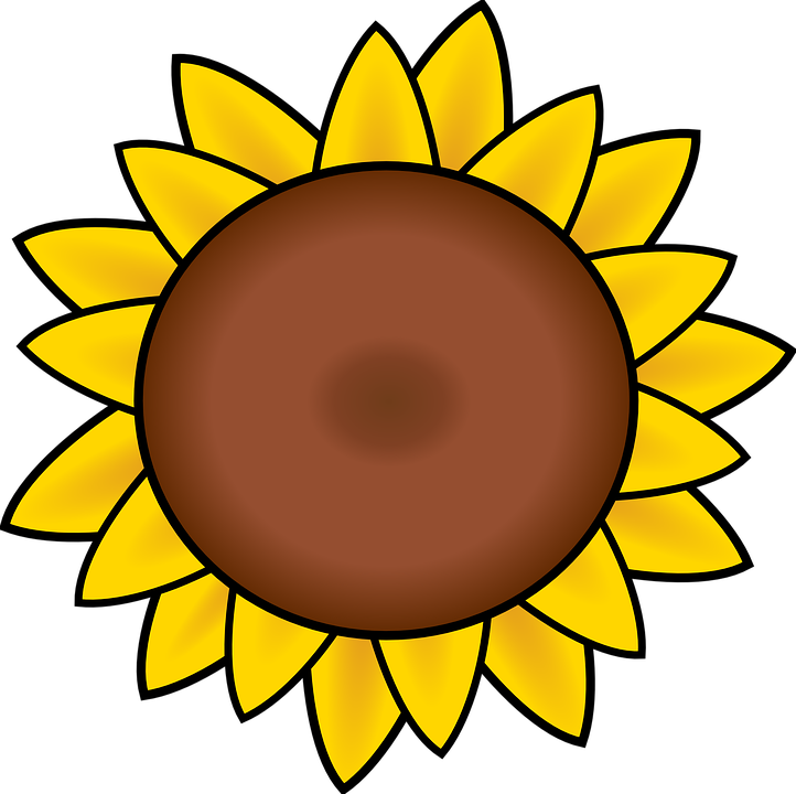 sunflower, petals, drawing