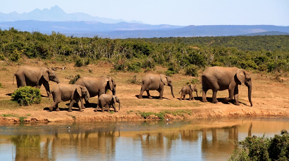 elephant, herd of elephants, african bush elephant
