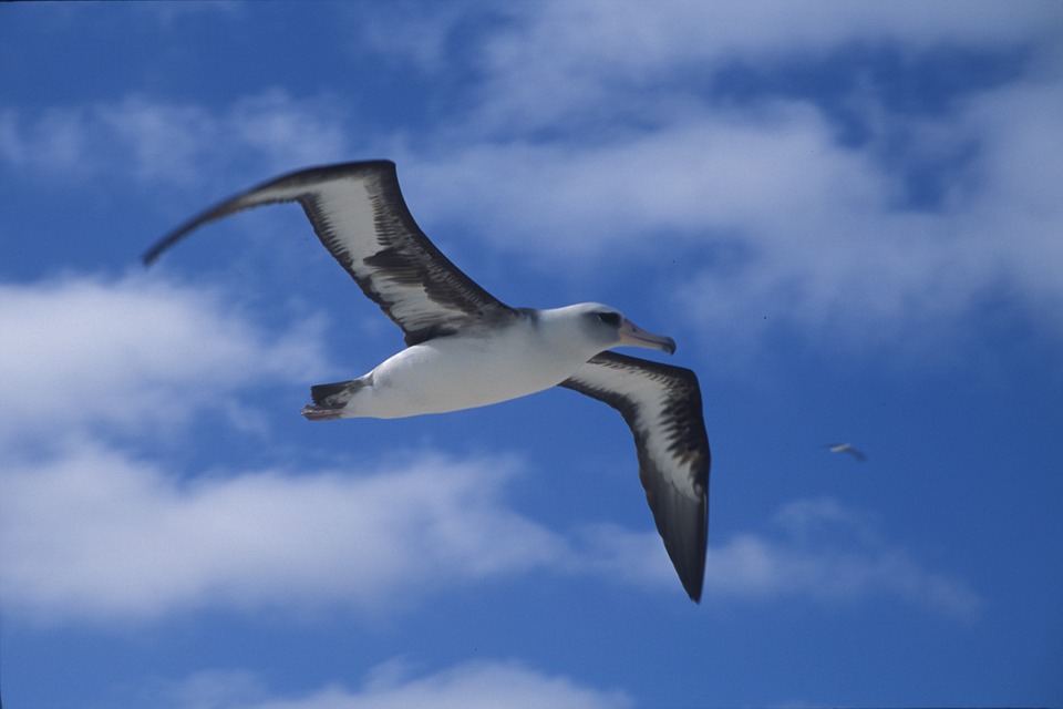 laysan albatross, seabird, bird