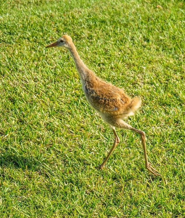 sand hill cranes, baby, nature