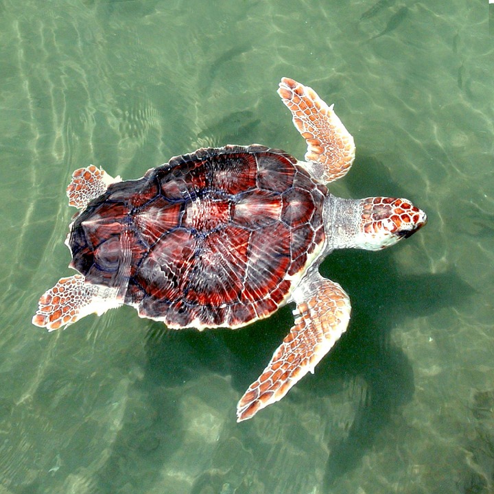 turtle, sea, loggerhead