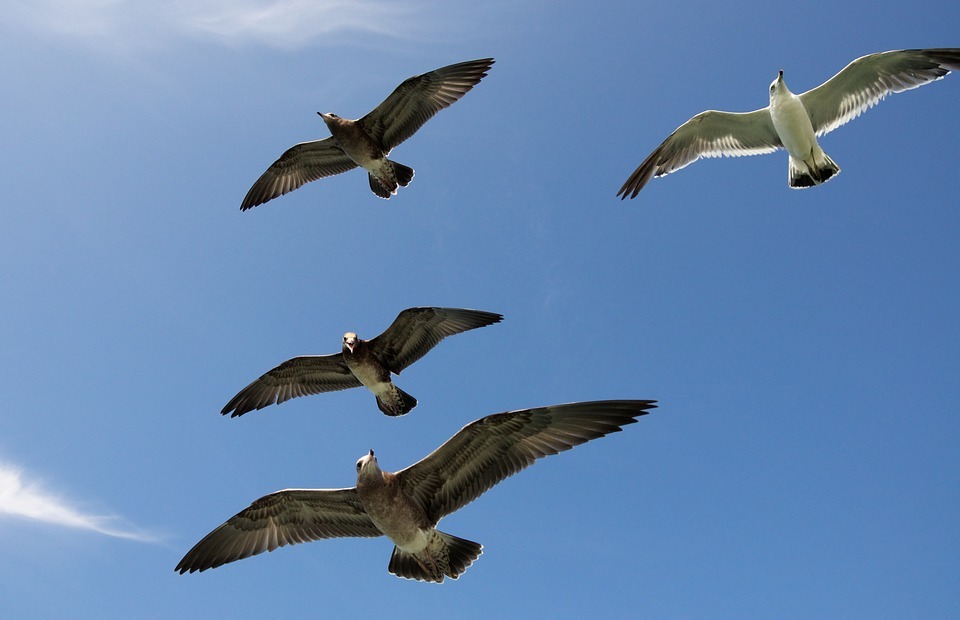 seagulls, gulls, seabird