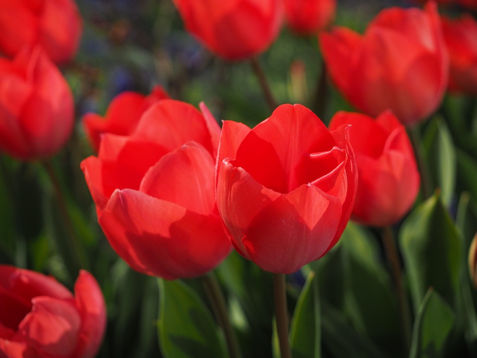 tulips, red, flowers