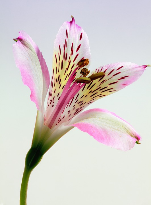 lily, flower, floral