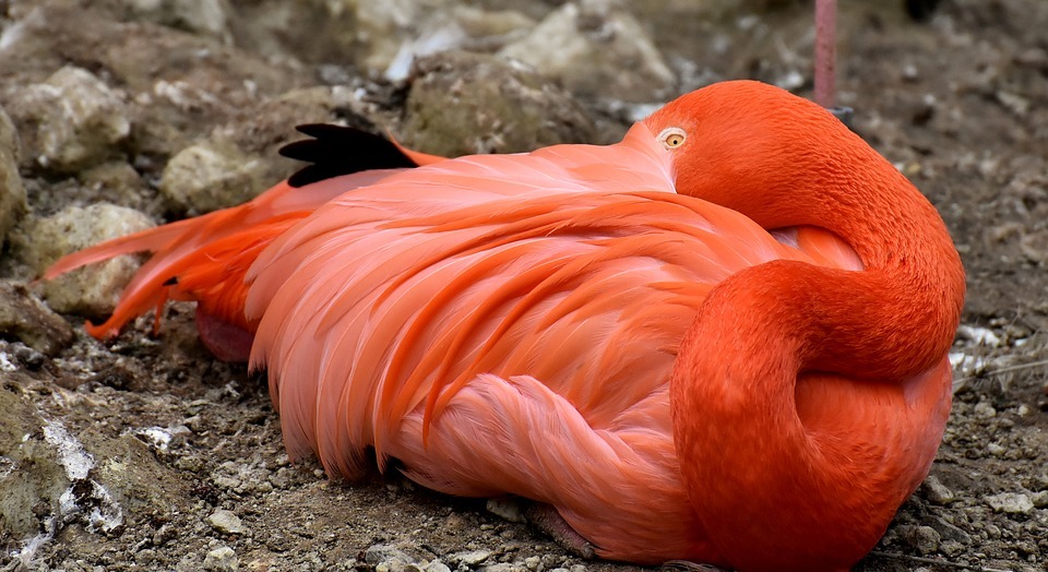flamingo, bird, colorful