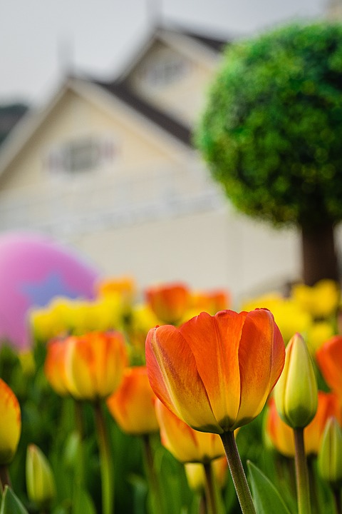 tulip, flowers, hill