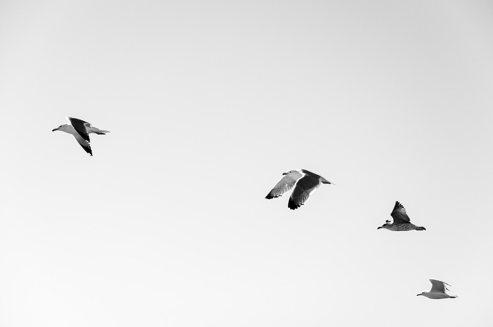 seagulls, flock, birds