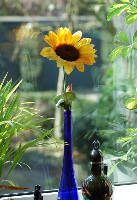 sunflower, vase, blue