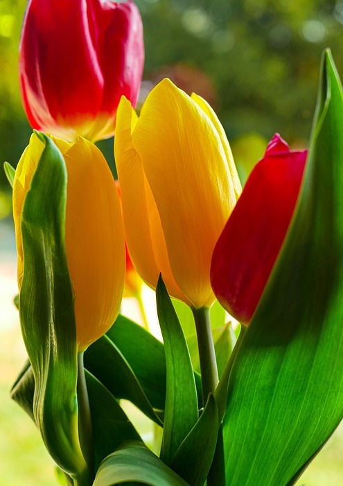 tulip, happy mothers day, flower background