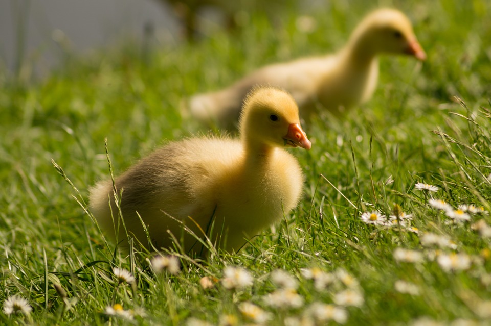 goslings, duckling, duck