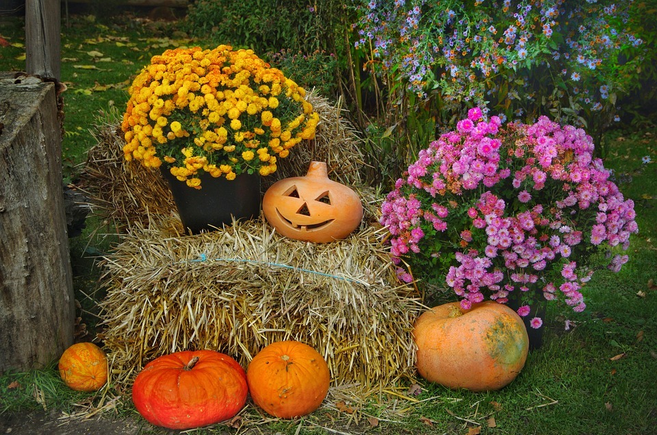 pumpkins, halloween, straw