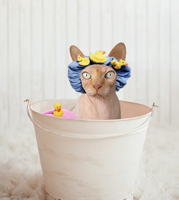 sphynx, cat, bathtub