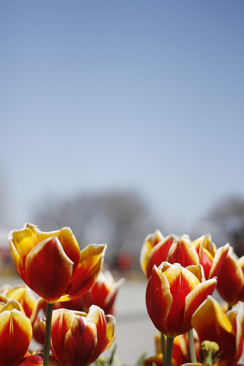 tulip, spring, flowers