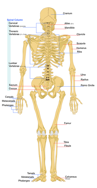 skeleton, human, anatomy