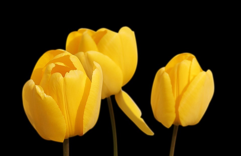 tulips, yellow, flowers