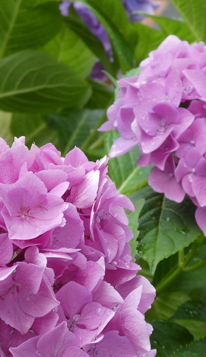 hydrangea, close up, gentle violet