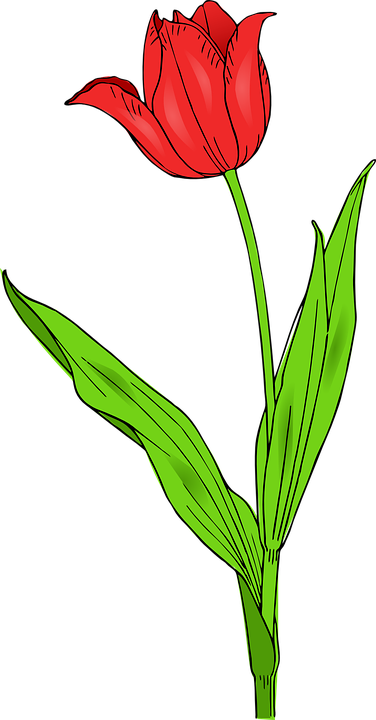 tulip, flower, nature