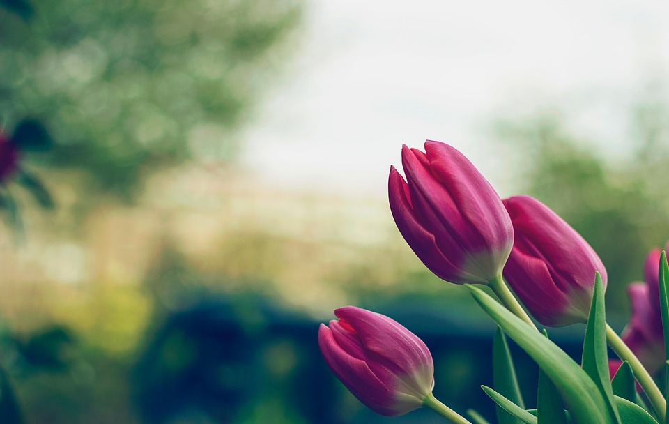 tulips, pink tulips, flowers
