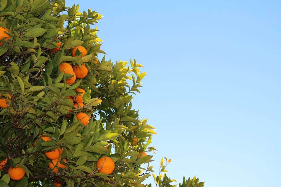 mandarins, citrus, oranges