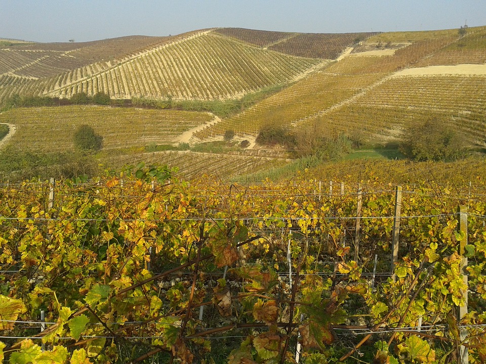 vineyards, wine, monferrato