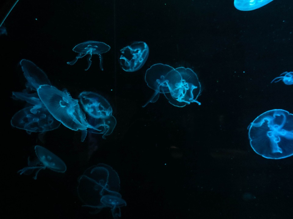 jellyfish, water, blue