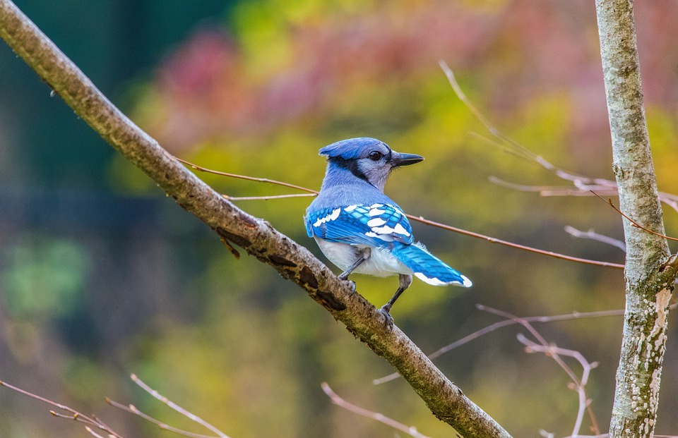 bluejay, birds, colorful