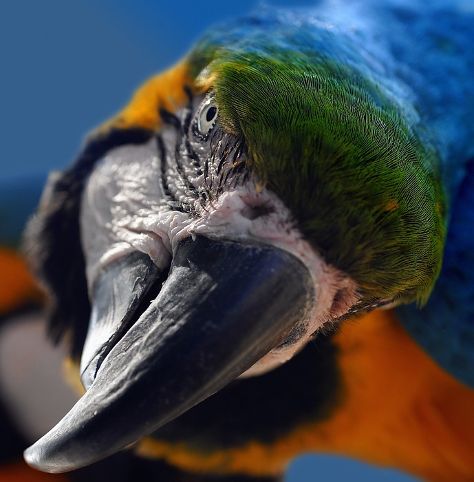 ara, yellow macaw, parrot
