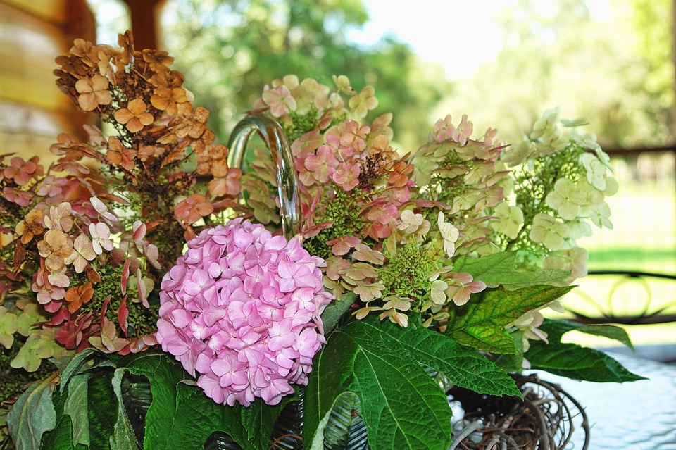 hydrangea, pink, country
