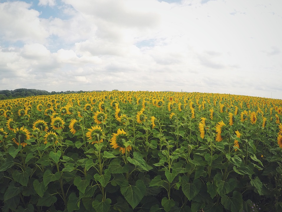 sunflowers, field, green