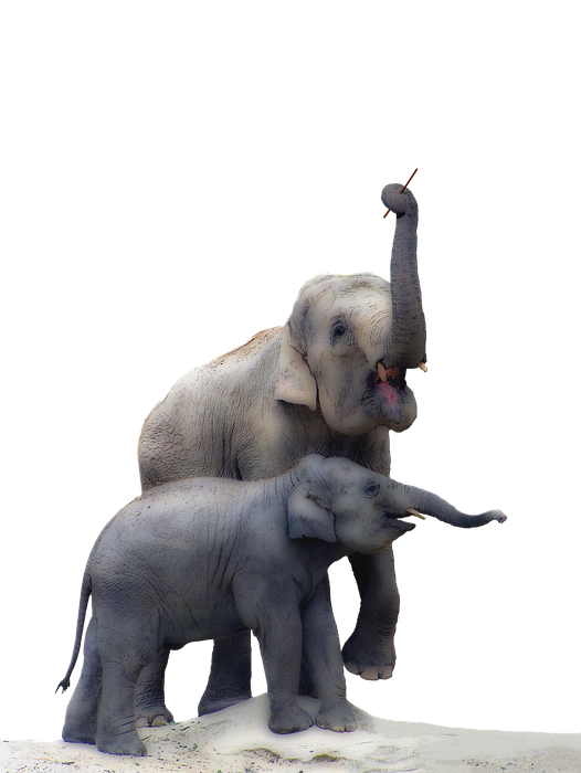 elephant, baby elephant, isolated