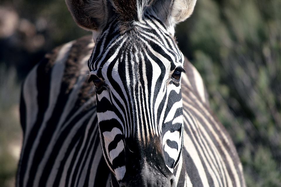 zebra, close-up, wildlife