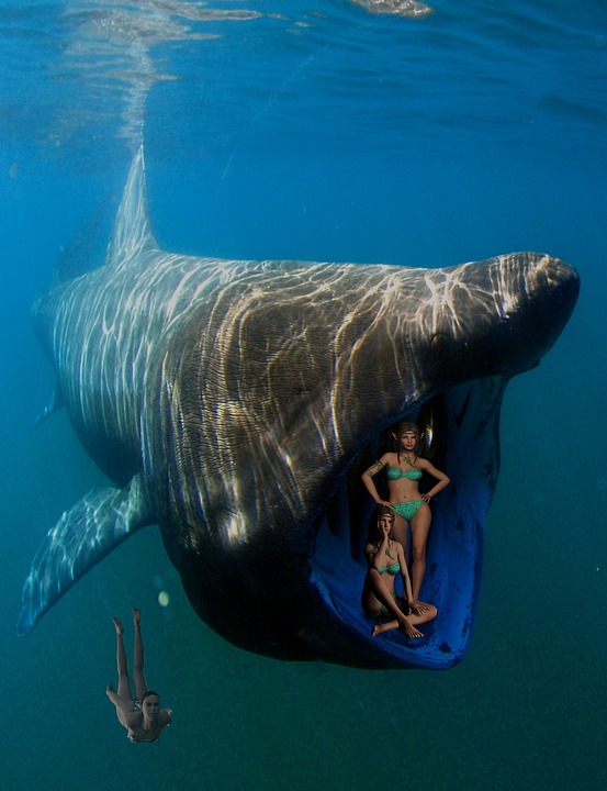 whale, diver, woman
